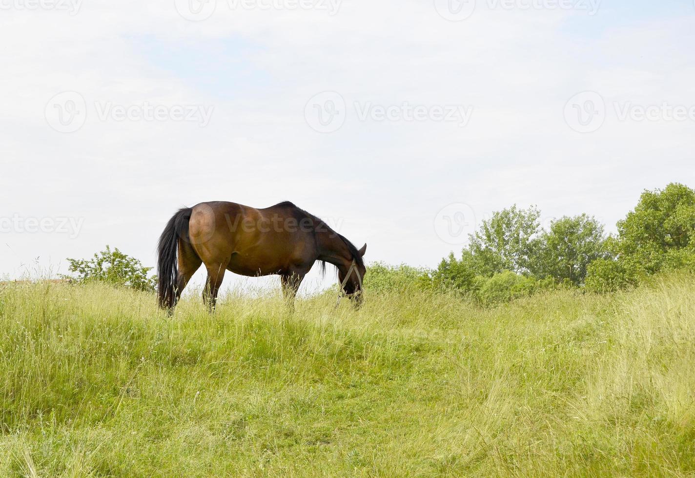 bellissimo stallone selvaggio cavallo marrone sul prato fiorito estivo foto