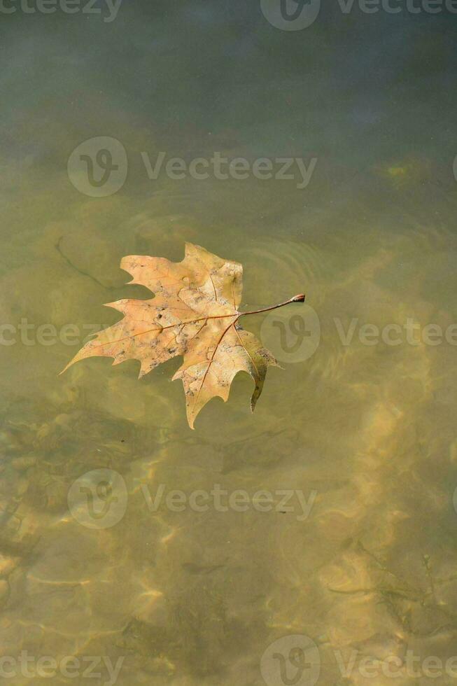 un' foglia nel il acqua foto