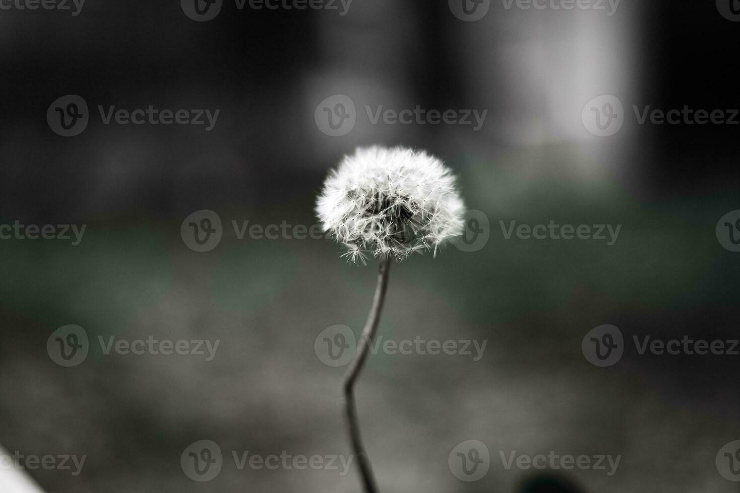 fiore natura macro pianta sfondo avvicinamento bellissimo primavera dente di leone foto