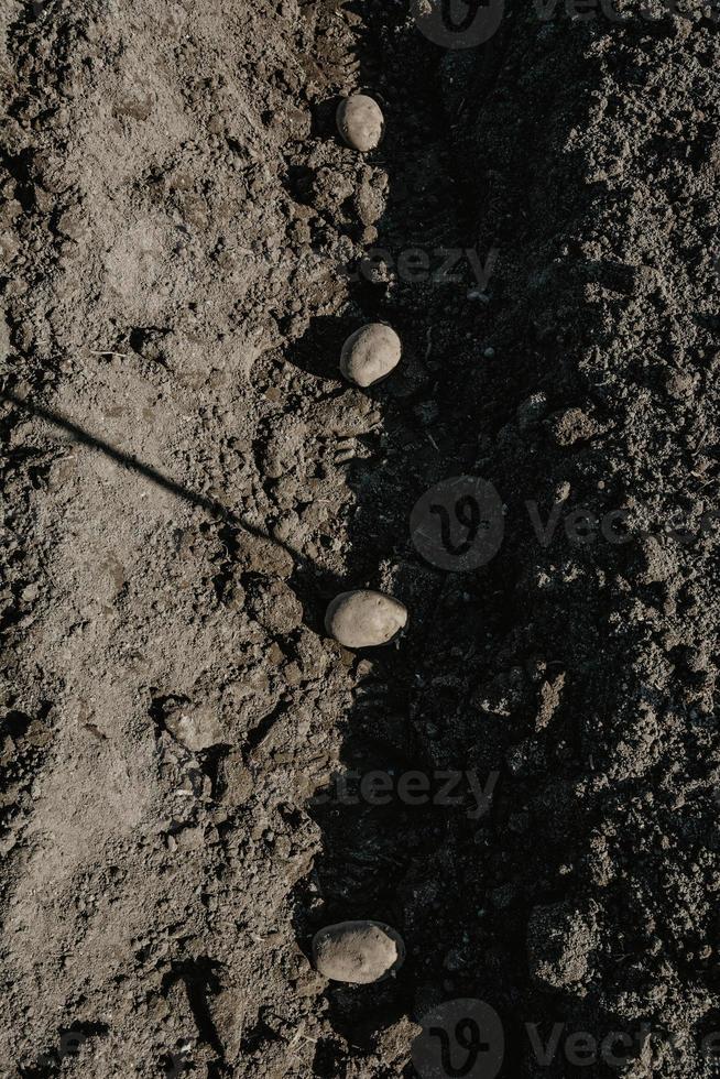 solco filare con patate in campo preparato per la semina manuale foto