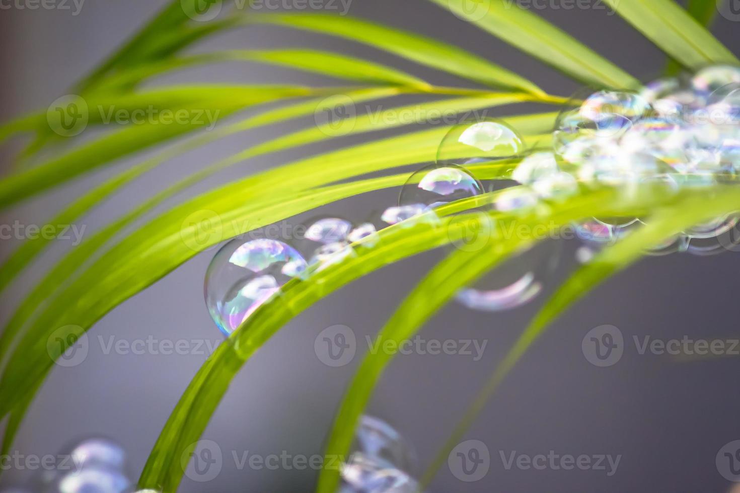 bolle d'acqua che galleggiano e cadono su foglie verdi foto