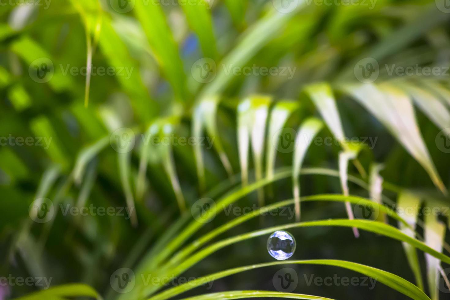 bolle d'acqua che galleggiano e cadono su foglie verdi foto