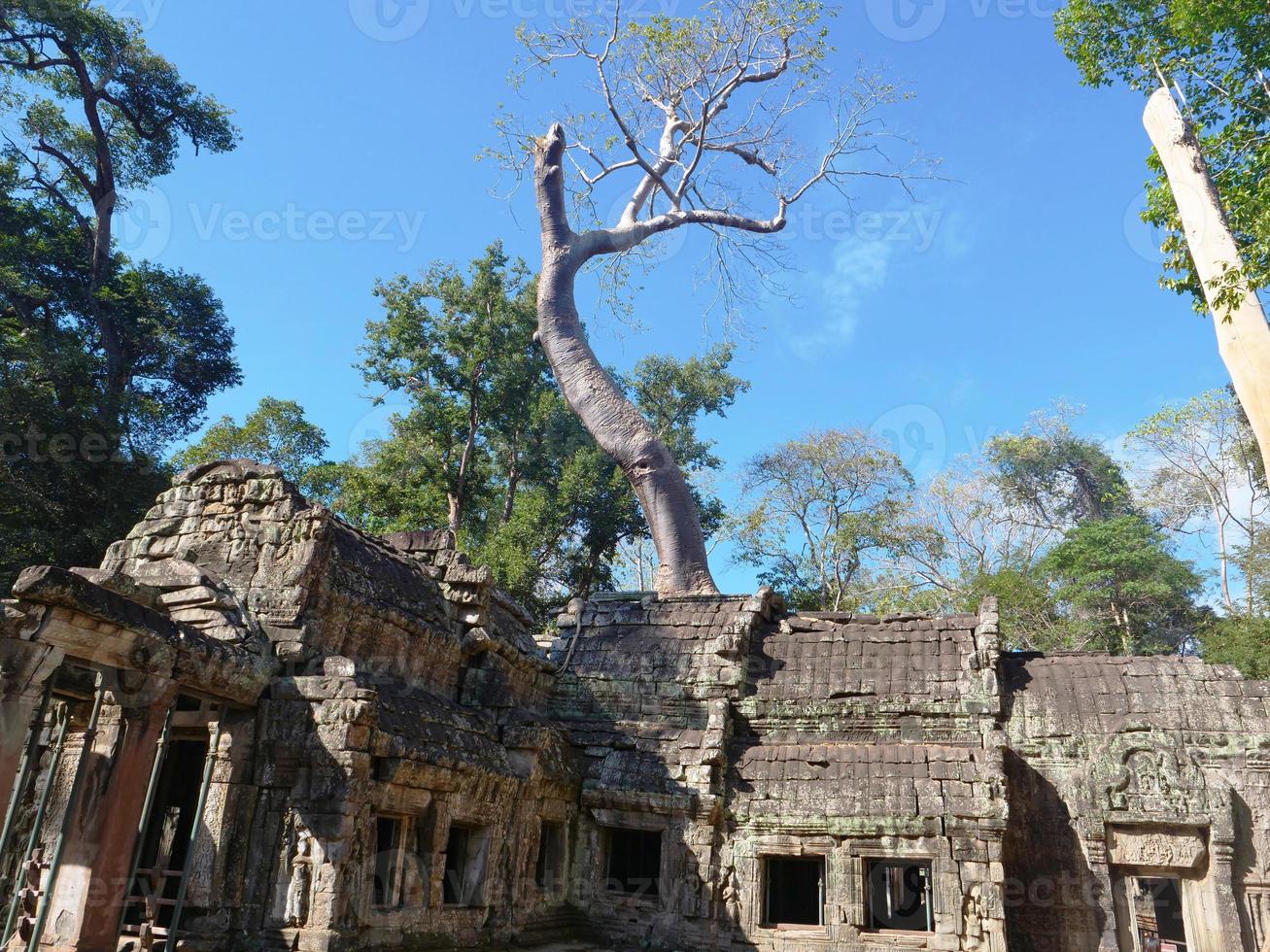 ta prohm tempio nel complesso di angkor wat, siem reap cambogia. foto