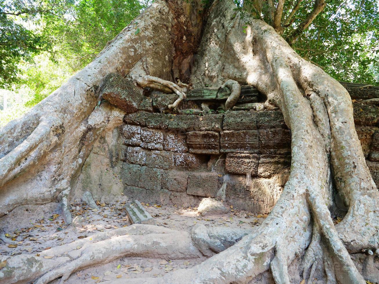 radice dell'albero e muro di roccia di pietra al tempio di ta prohm siem reap foto