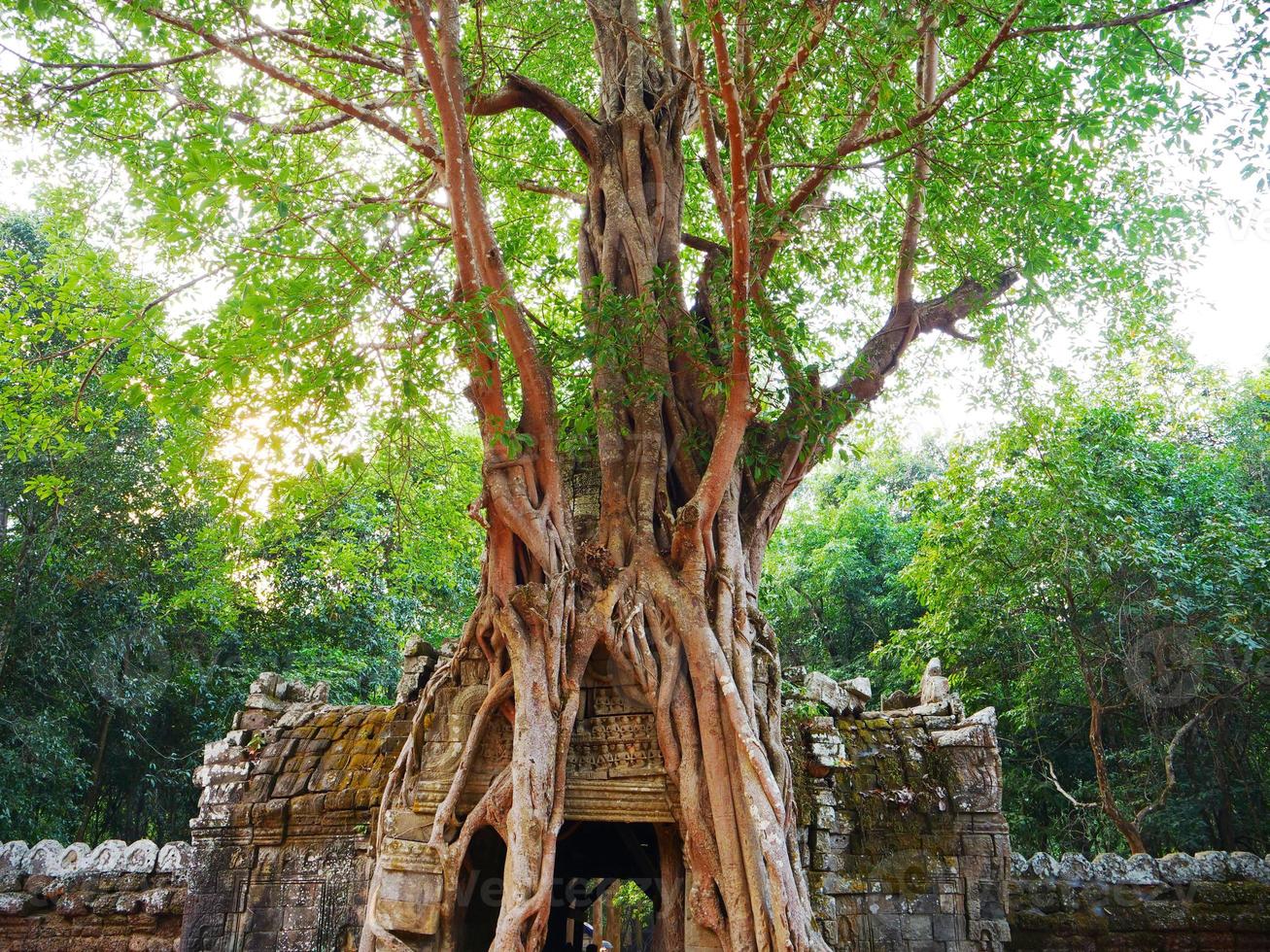 antiche rovine del cancello della porta del tempio di ta som rovina con l'albero della giungla foto