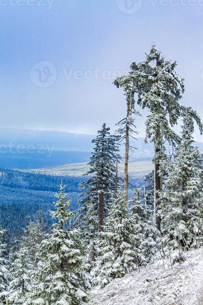 nevicato in abeti ghiacciati paesaggio montagna brocken harz germania foto