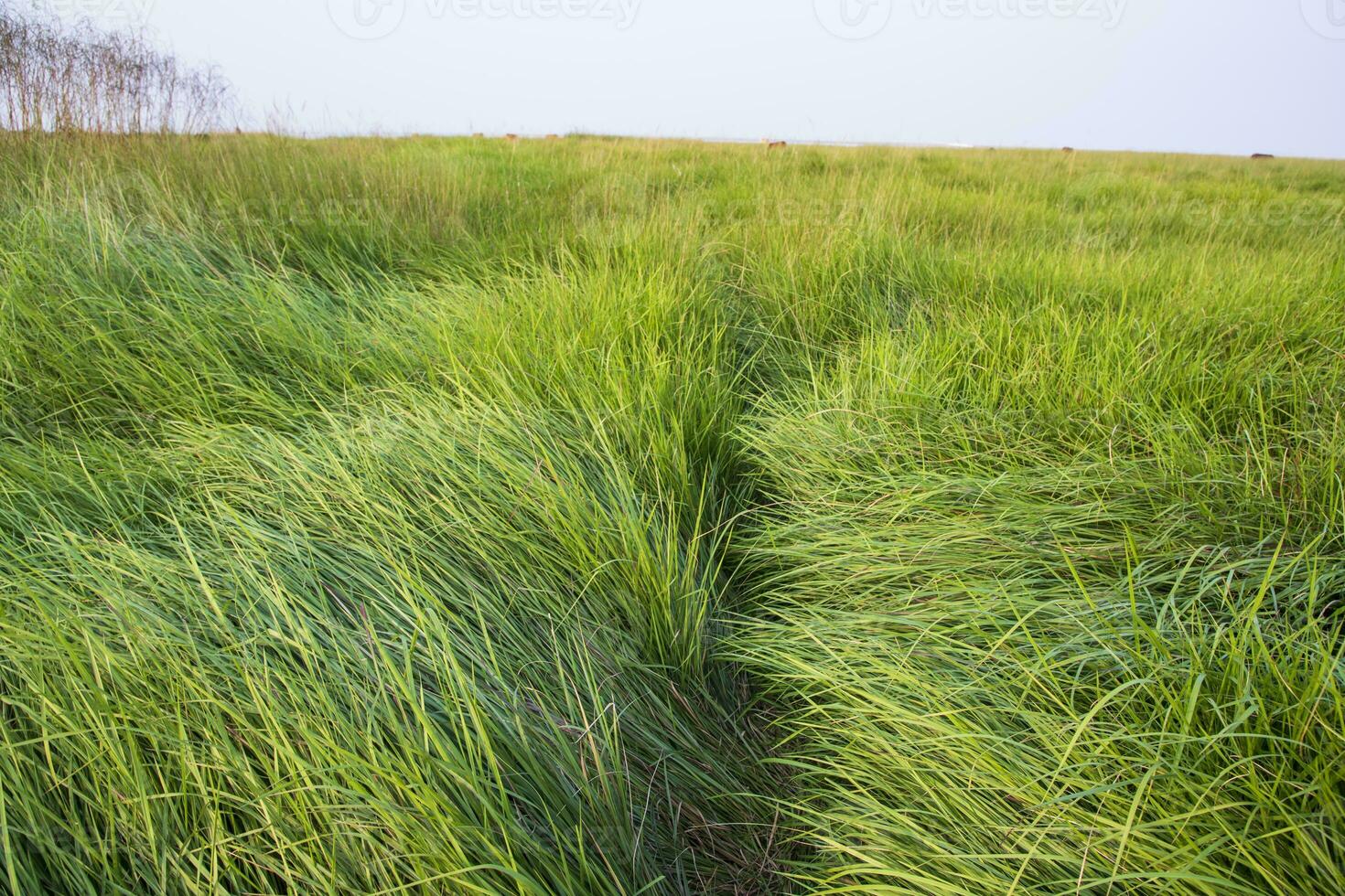 naturale paesaggio Visualizza di verde lungo erba pianta con il blu cielo foto