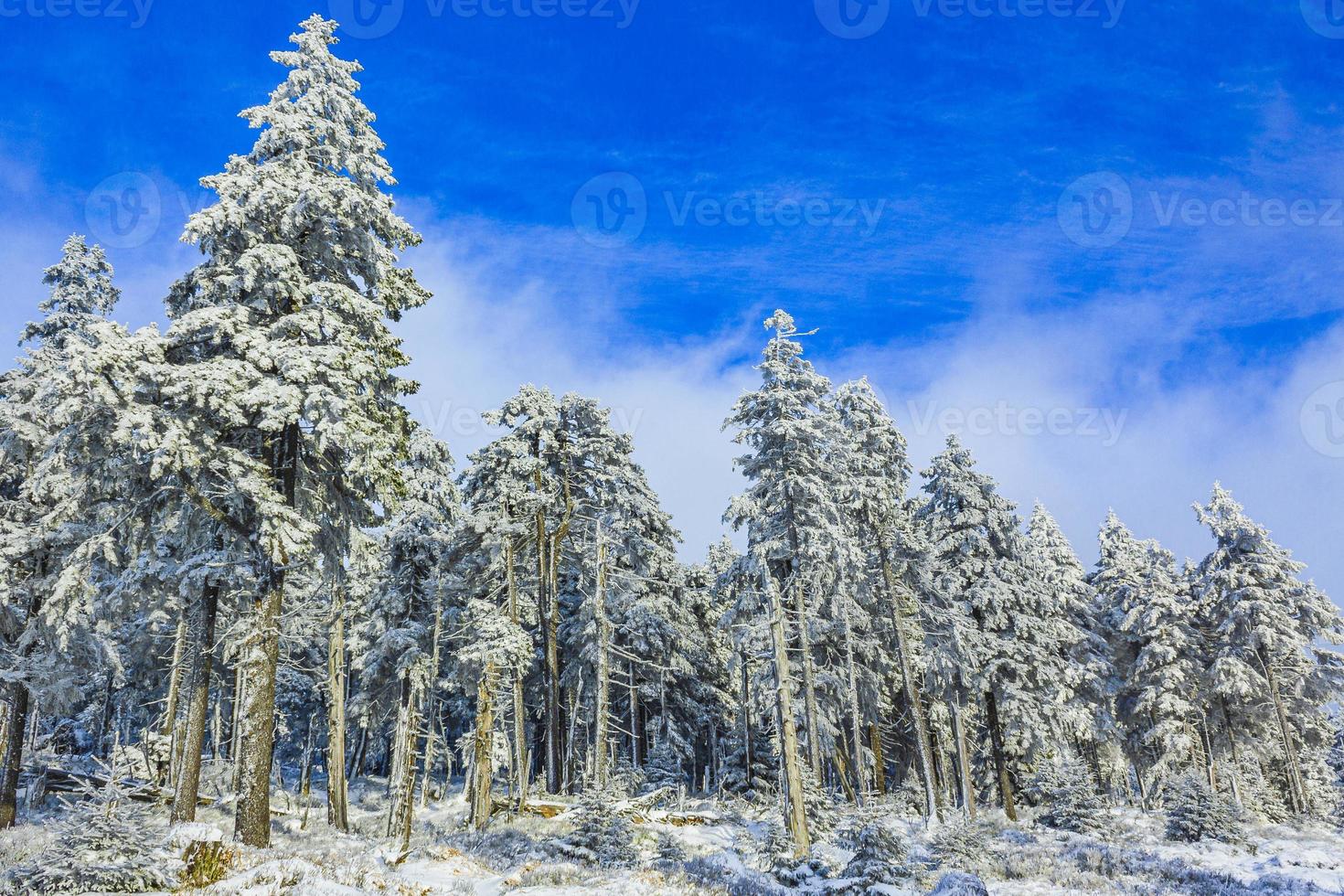 nevicato in abeti ghiacciati paesaggio montagna brocken harz germania foto