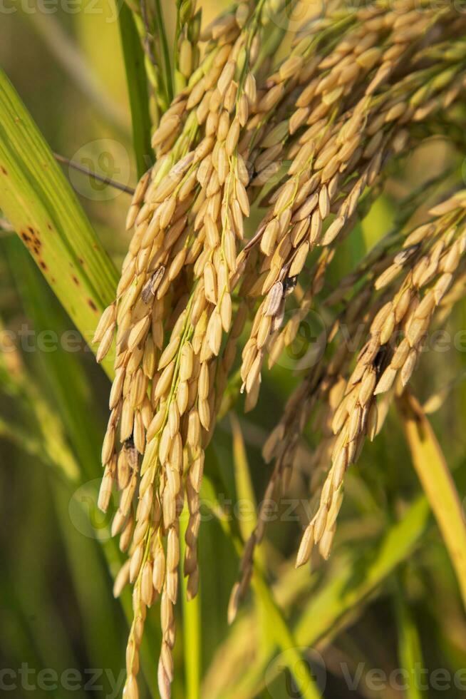 d'oro grano riso spuntone raccogliere di riso campo. selettivo messa a fuoco foto