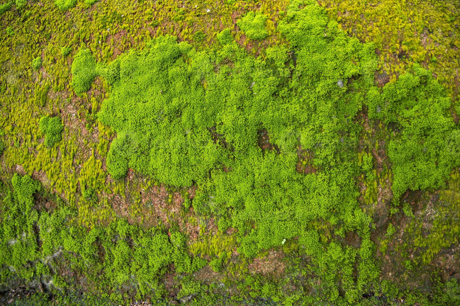 fungo verde muschio vecchio calcestruzzo parete astratto struttura sfondo sfondo. arrugginito, sgangherato, grintoso Vintage ▾ sfondo foto