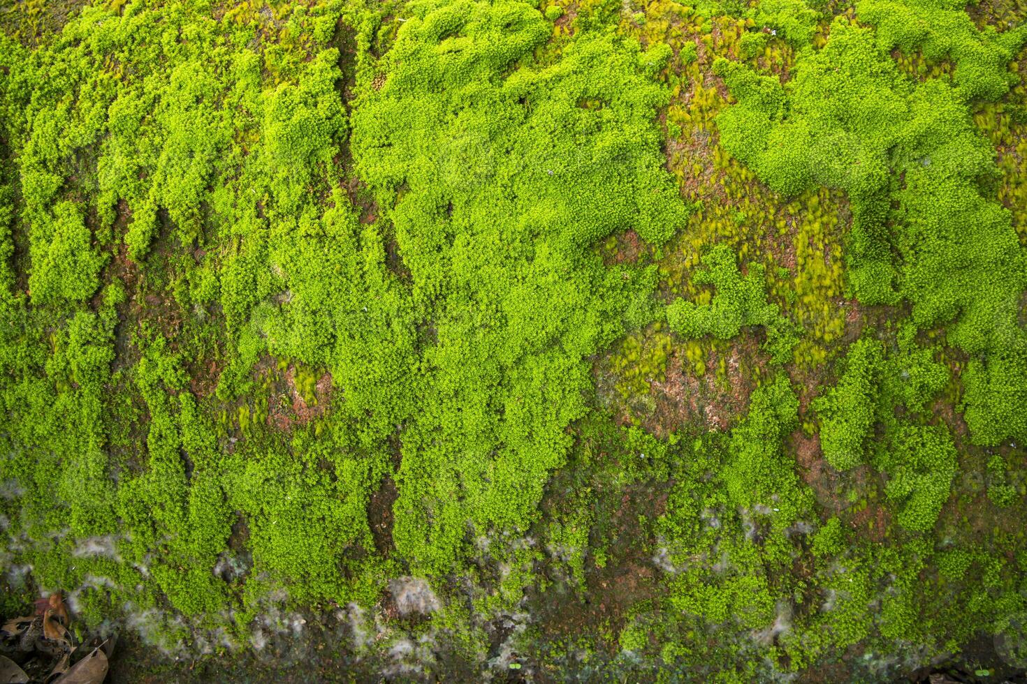 fungo verde muschio vecchio calcestruzzo parete astratto struttura sfondo sfondo. arrugginito, sgangherato, grintoso Vintage ▾ sfondo foto