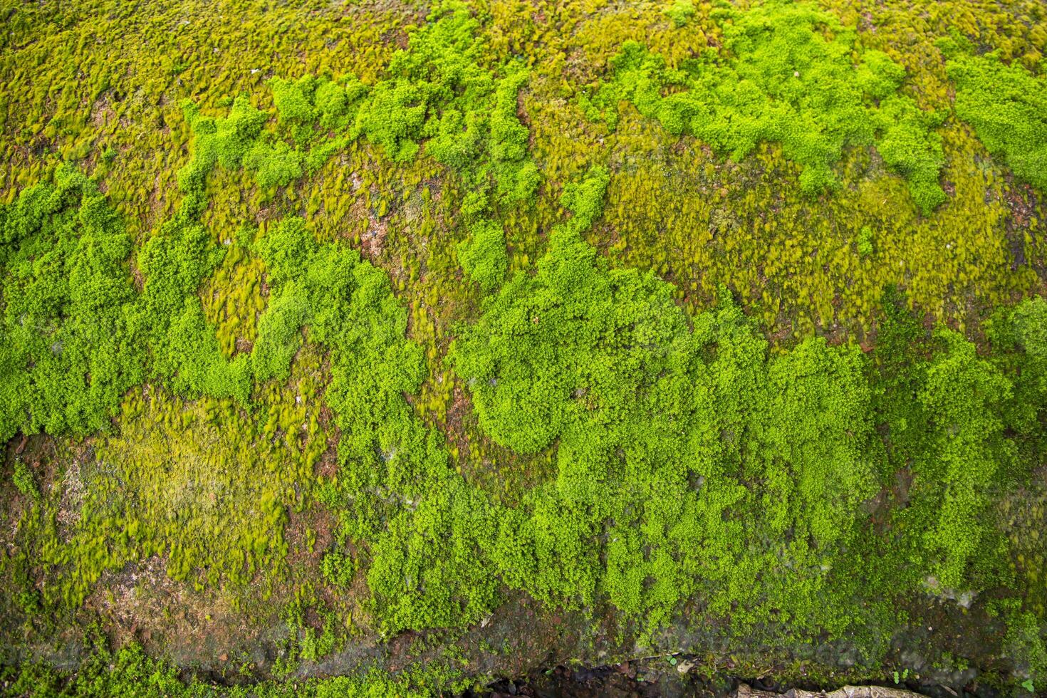 fungo verde muschio vecchio calcestruzzo parete astratto struttura sfondo sfondo. arrugginito, sgangherato, grintoso Vintage ▾ sfondo foto