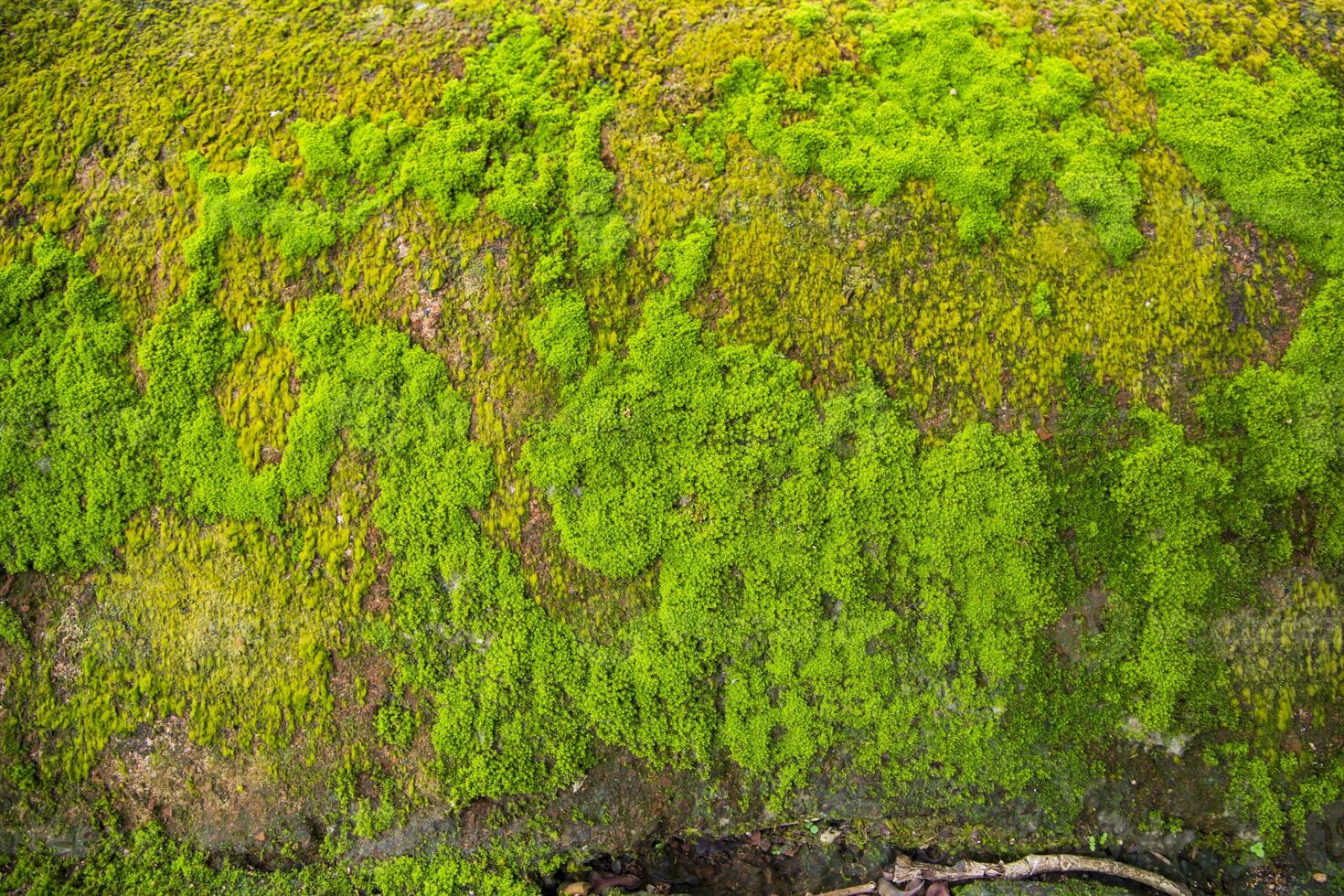 fungo verde muschio vecchio calcestruzzo parete astratto struttura sfondo sfondo. arrugginito, sgangherato, grintoso Vintage ▾ sfondo foto