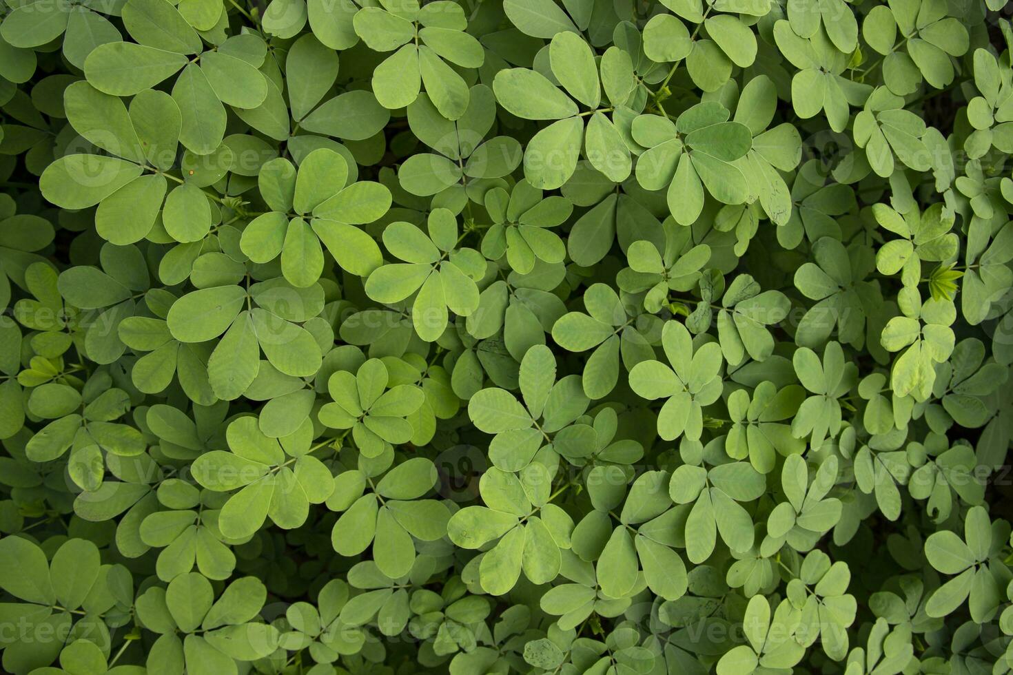 superiore Visualizza di verde le foglie struttura sfondo foto