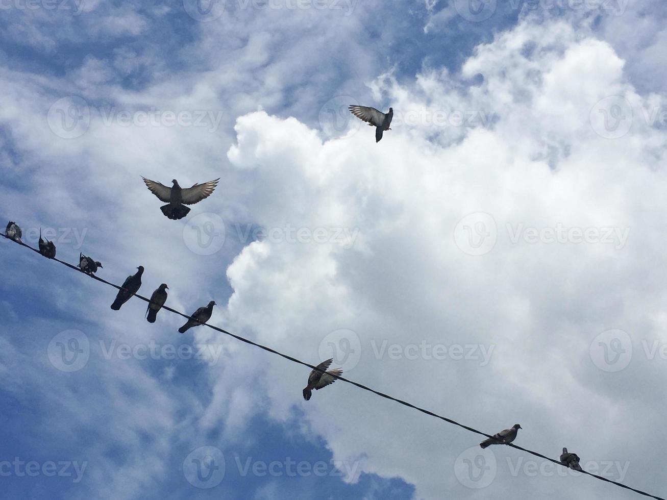 piccioni seduti su un filo elettrico con cielo azzurro e nuvole foto