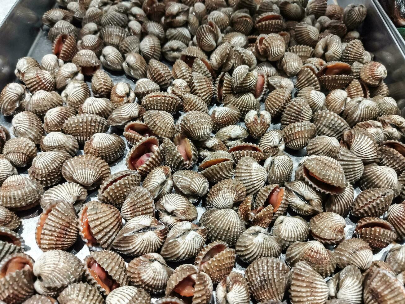 kerang dara o kerang darah o anada granosa. comunemente consumato di est asiatico e Sud est asiatico le persone. naturale astratto sfondo. tradizionale frutti di mare ingrediente. foto