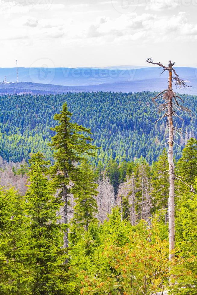 foresta con abeti morti brocken picco di montagna harz germania foto