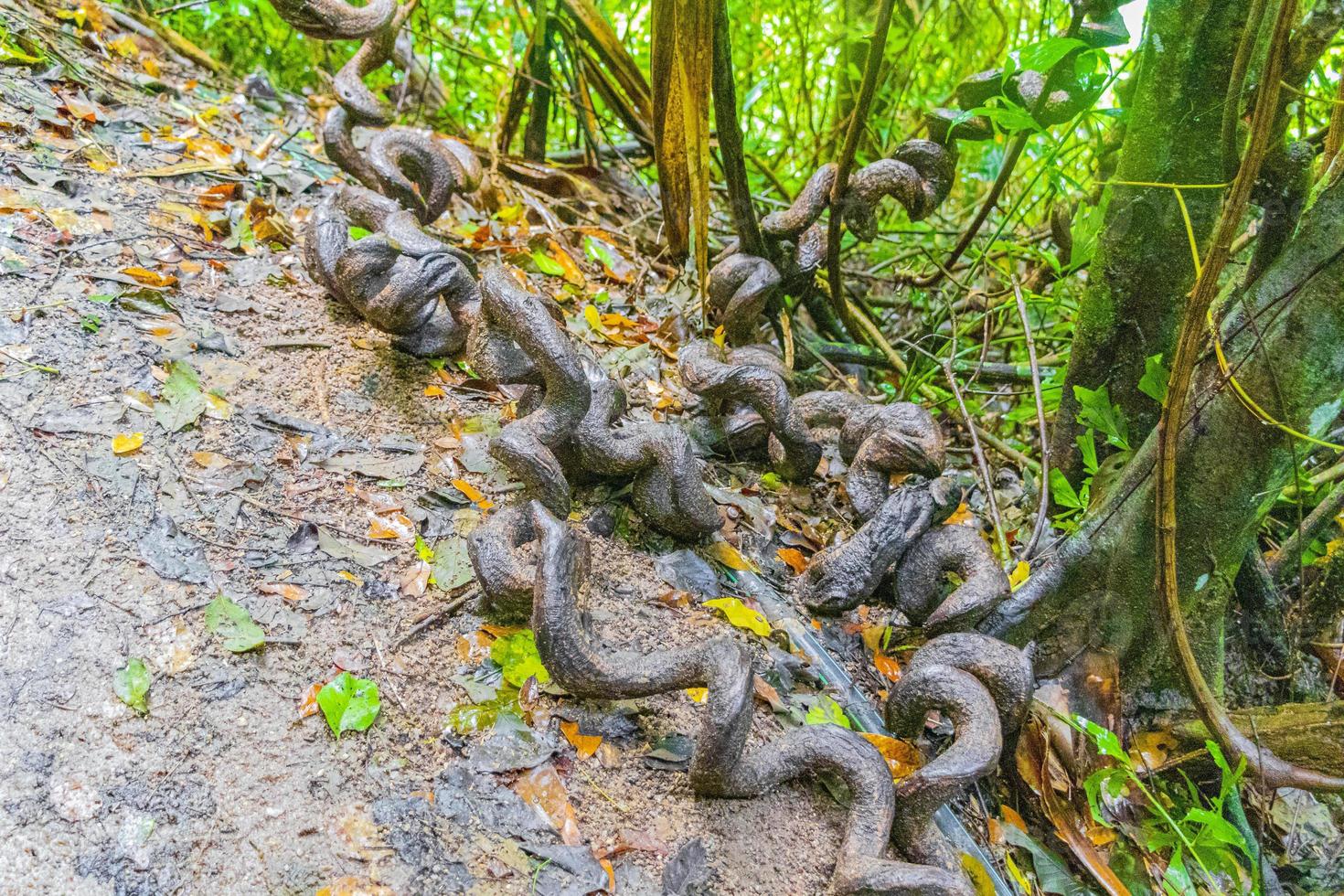 radici cresciute pazze in cerchio foresta tropicale koh samui thailandia. foto