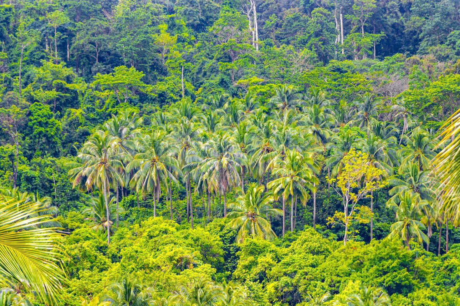 foresta giungla tropicale con palme su koh samui thailandia. foto