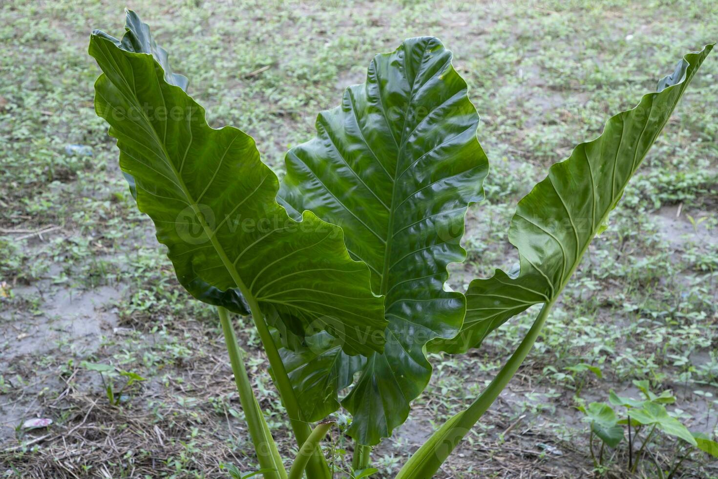 verde alocasia o elefante orecchio albero pianta naturale struttura sfondo foto