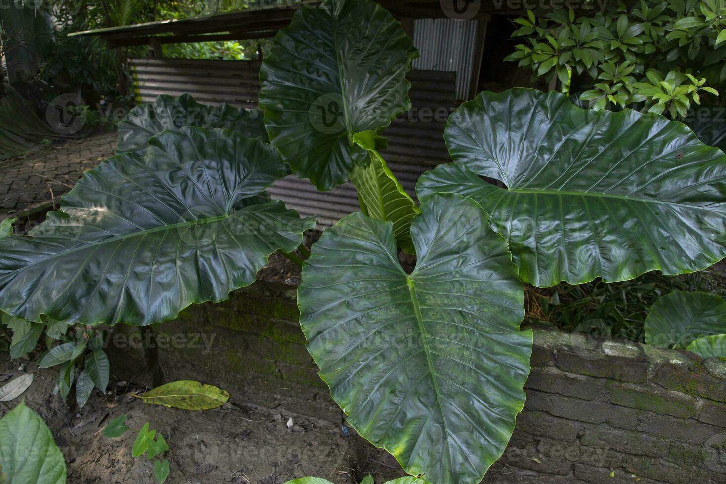 verde alocasia o elefante orecchio albero pianta naturale struttura sfondo foto