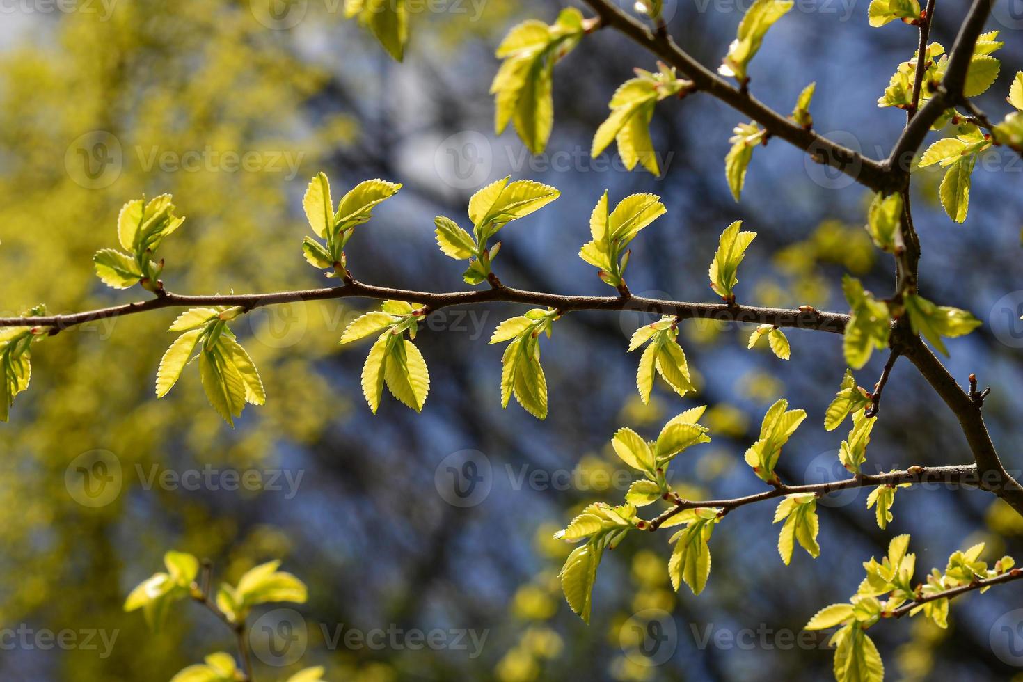 foglie giovani di ulmus parvifolia, olmo dalle foglie piccole foto