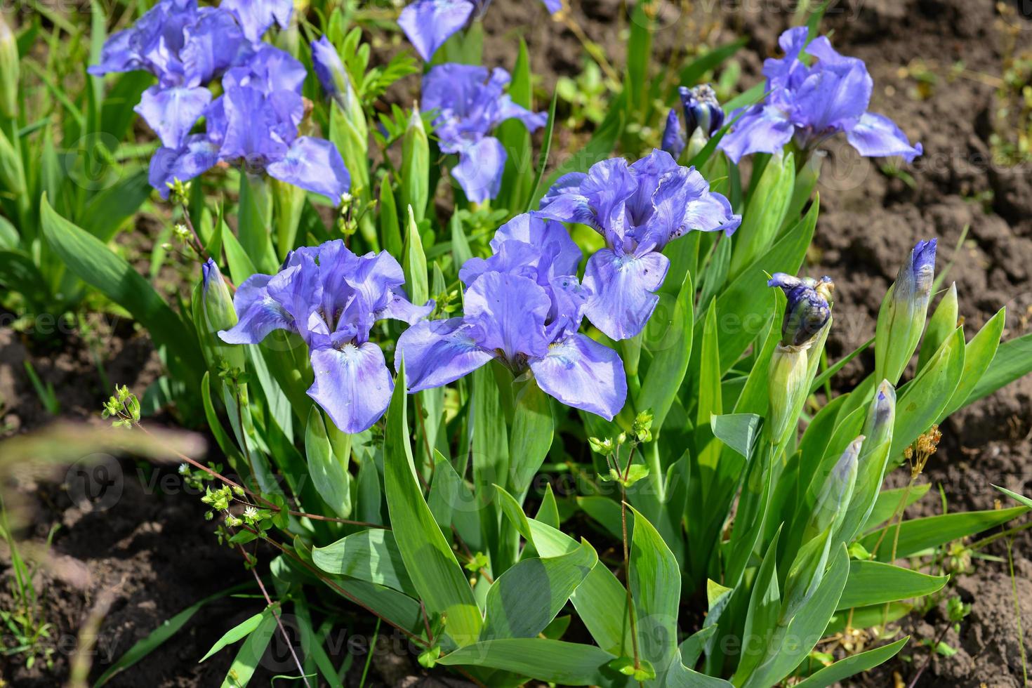 Grandi fiori colorati di iris viola che crescono in un prato in giardino foto
