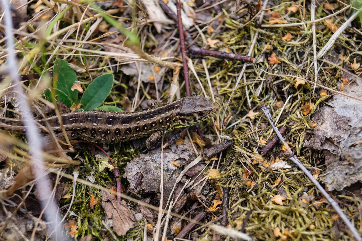 lucertola lacerta agilis nella riserva naturale fischbeker heide foto