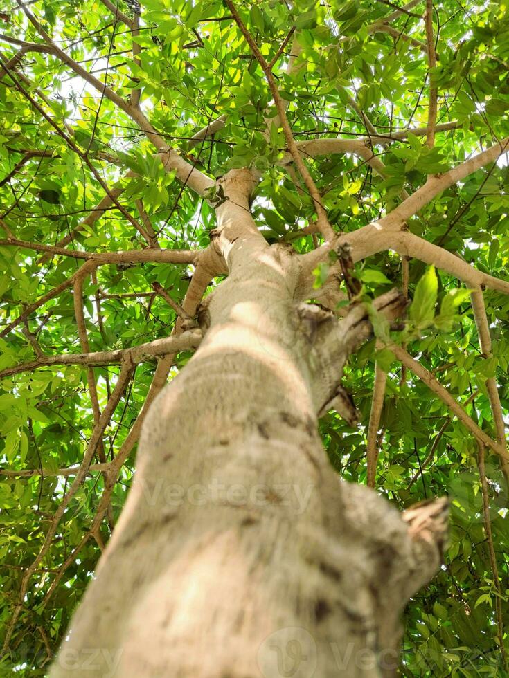 albero tronco e verde le foglie parte inferiore Visualizza foresta giungla giardino foto