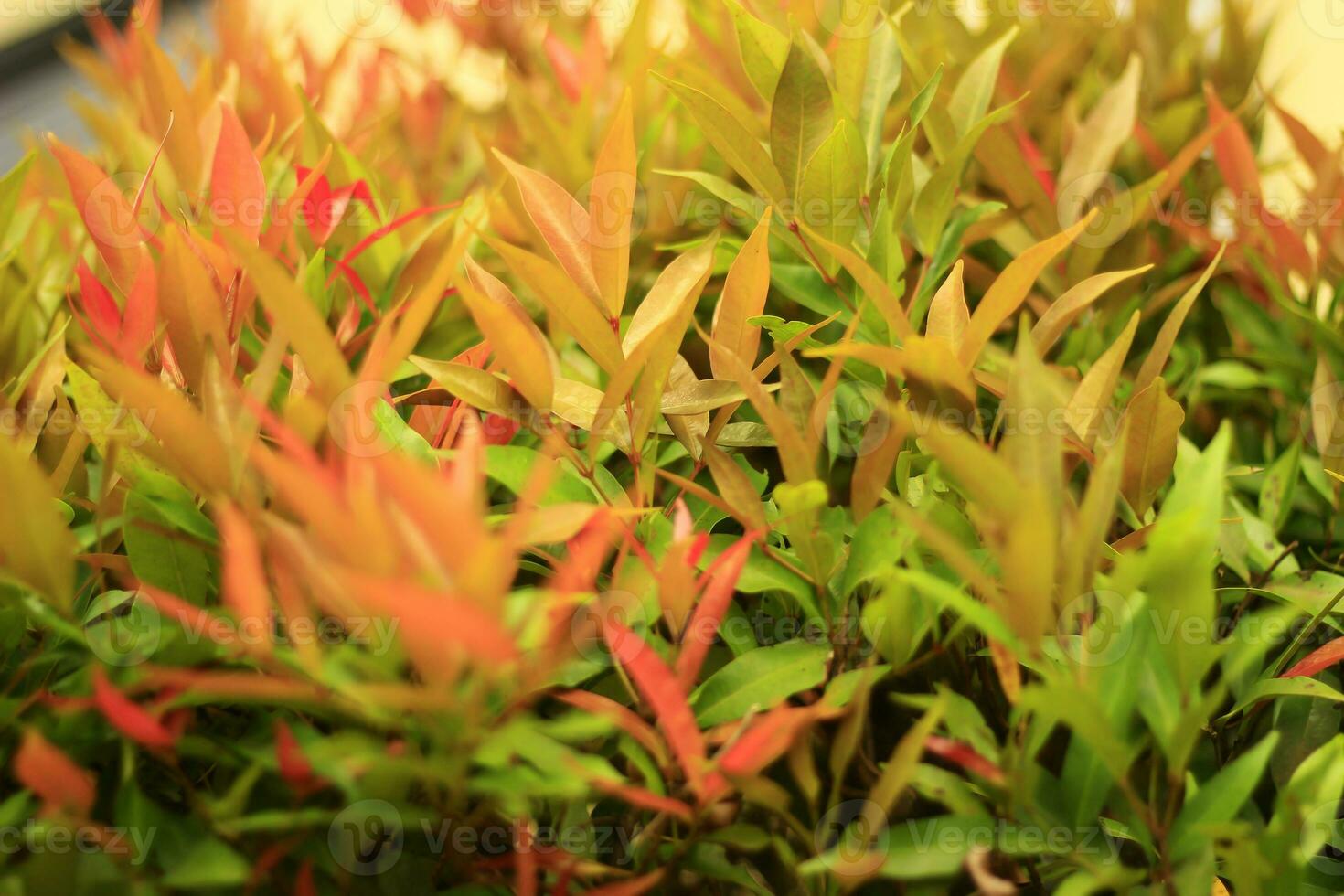 rosso spara o rosso sparare le foglie siamo un' specie di pianta conosciuto come un ornamentale pianta originario a partire dal il genere sizigio. foto