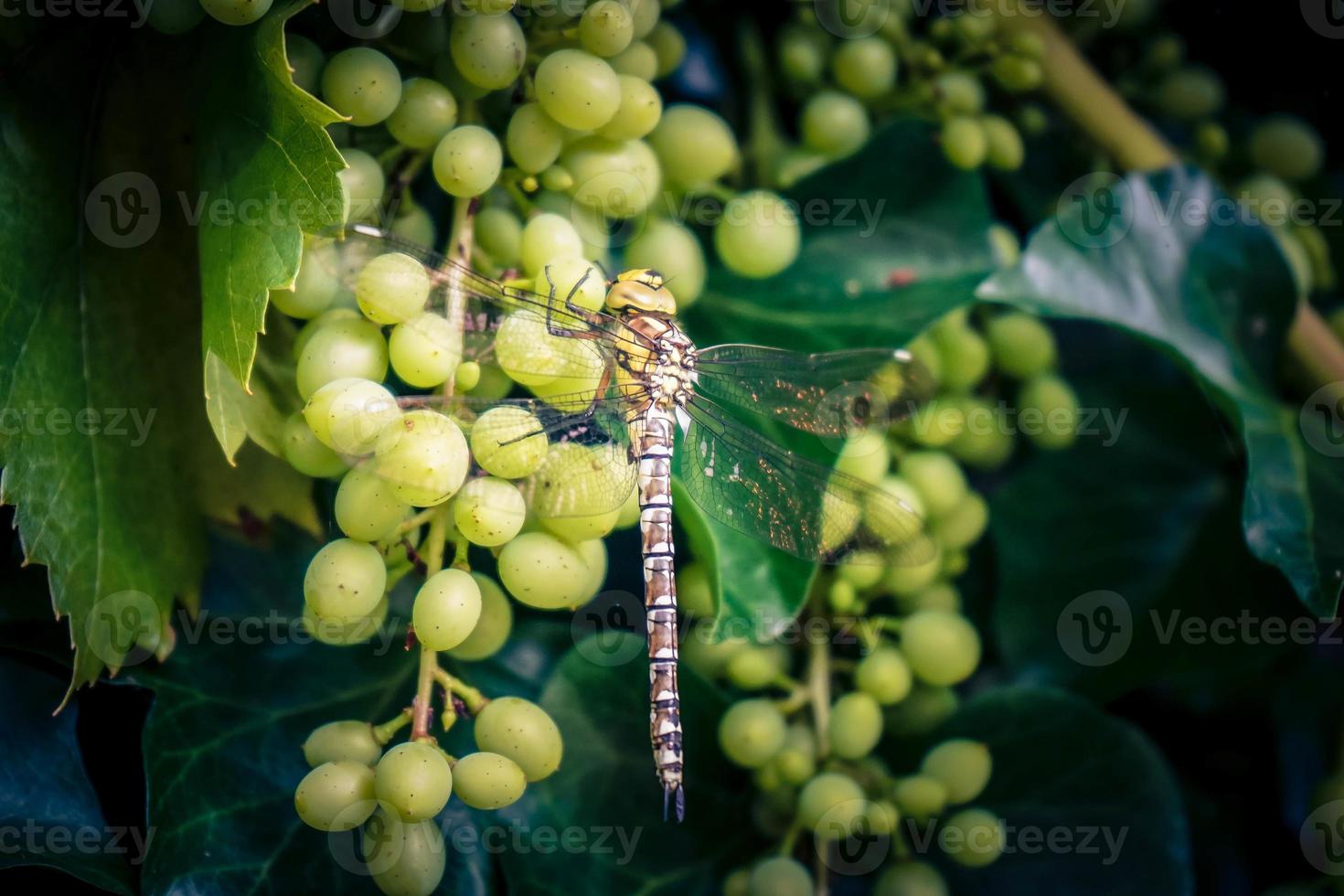 uva da vino bianco e foglie foto