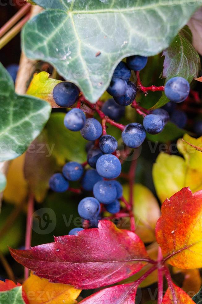 pianta rampicante vino selvatico - pathenocissus quinquefolia foto