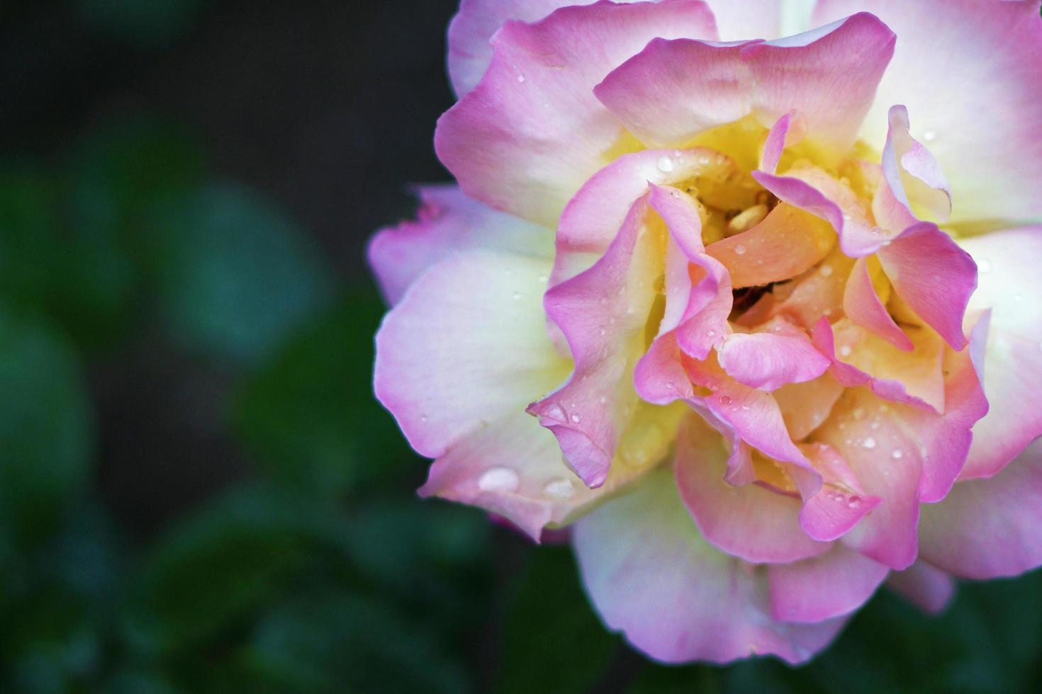 bella rosa bianca e rosa foto