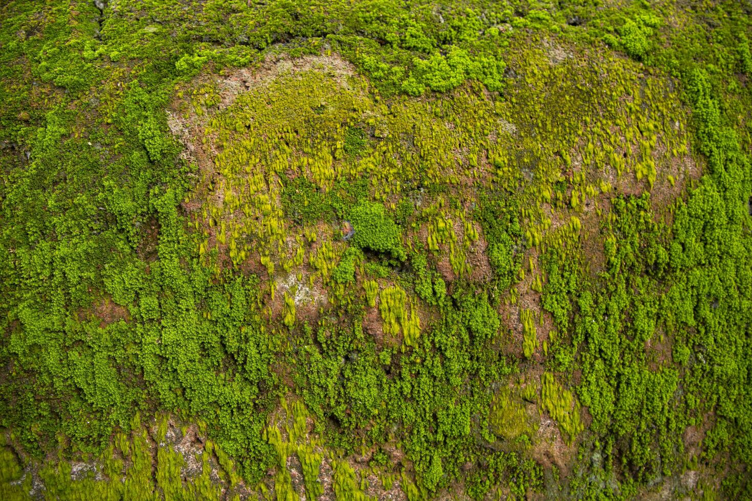 fungo verde muschio vecchio calcestruzzo parete astratto struttura sfondo sfondo. arrugginito, sgangherato, grintoso Vintage ▾ sfondo foto