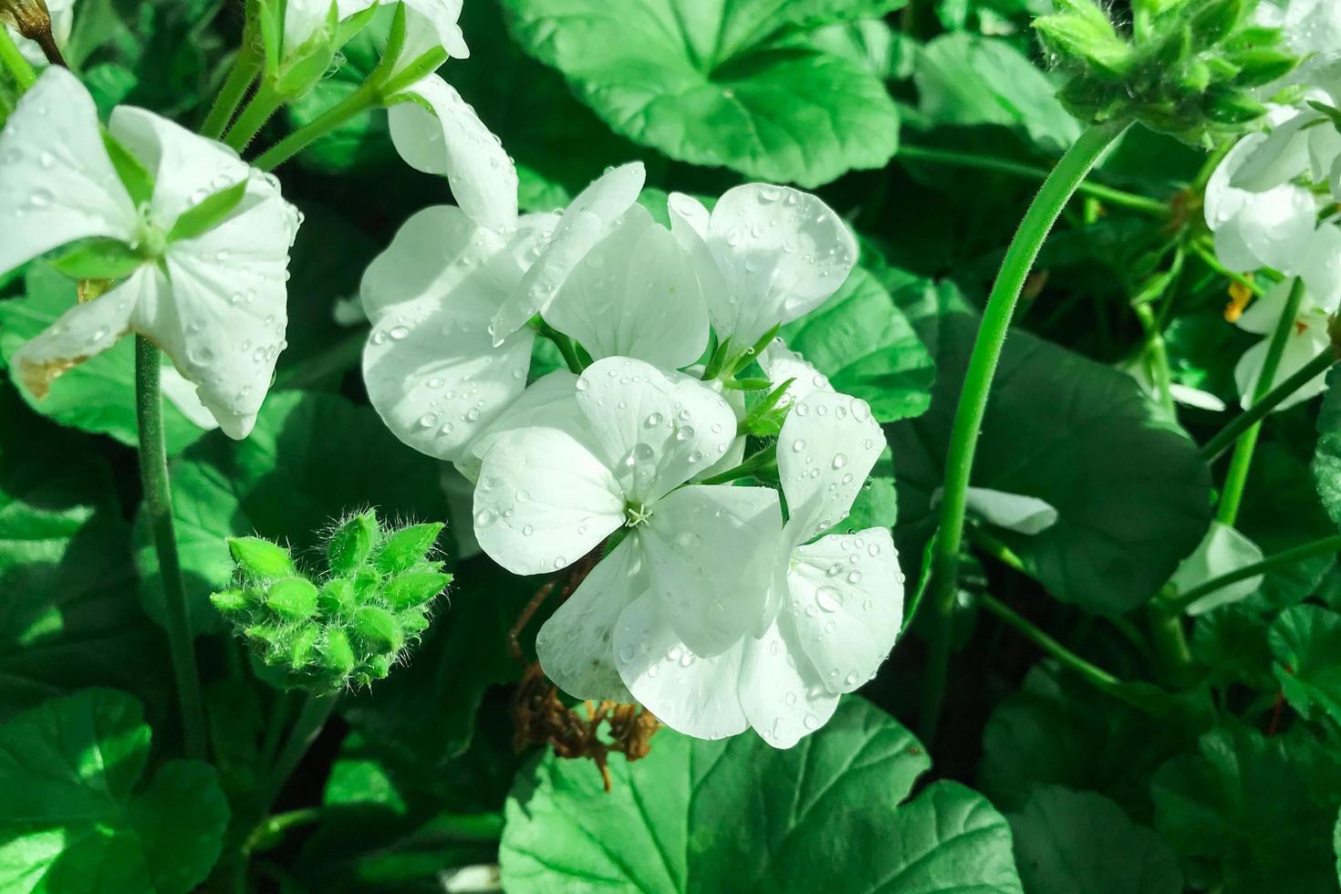 fiori che sbocciano in giardino al mattino foto