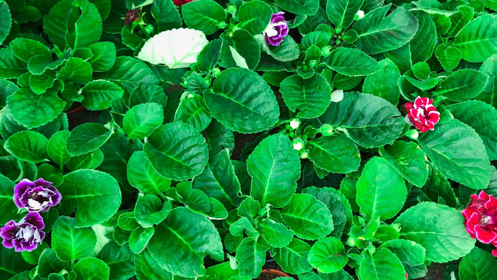 fiori che sbocciano in giardino al mattino foto