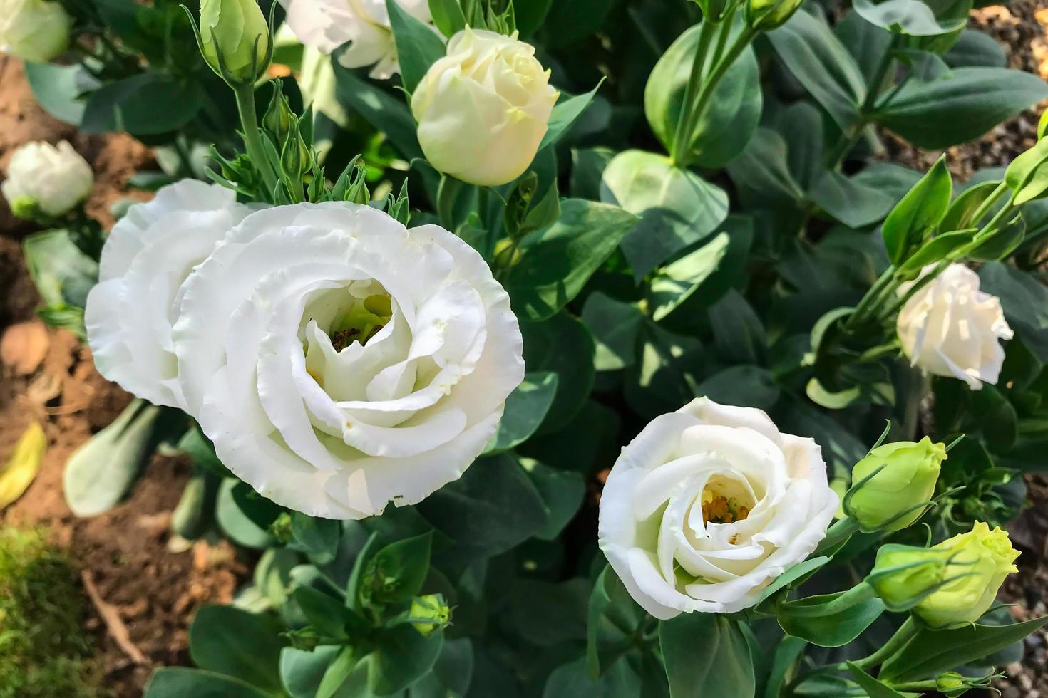 fiori che sbocciano in giardino al mattino foto