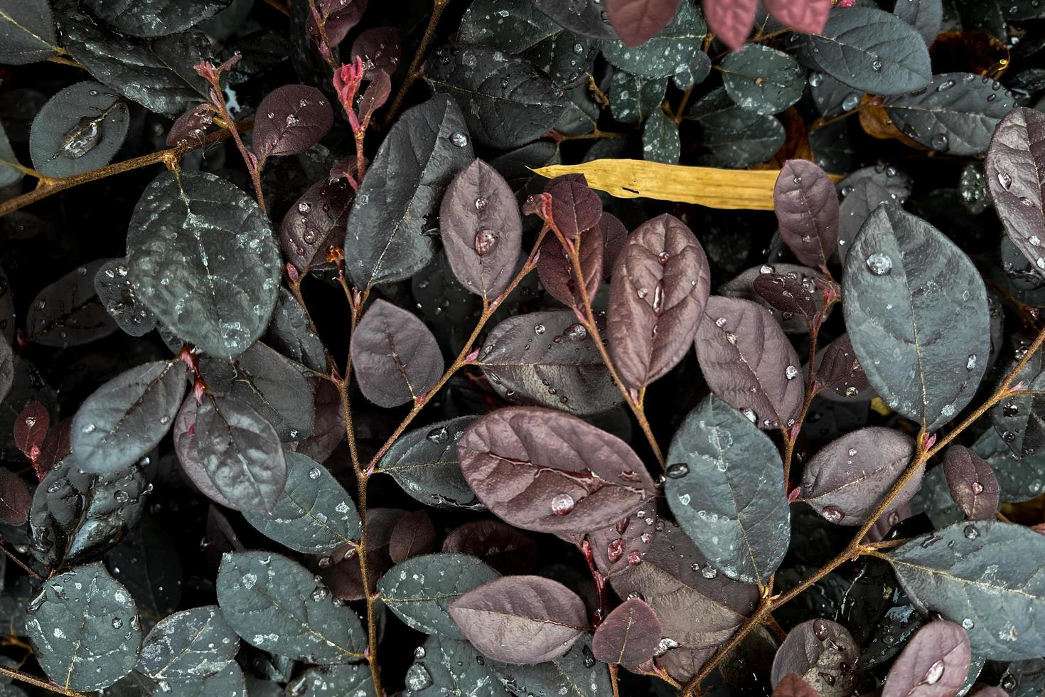 le foglie si riempiono di goccioline d'acqua dopo la pioggia foto