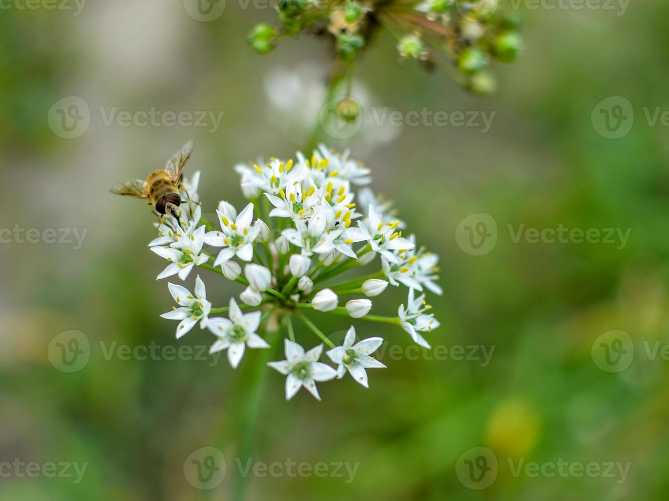 piccola ape selvatica su aglio selvatico in fiore allium ursinum foto