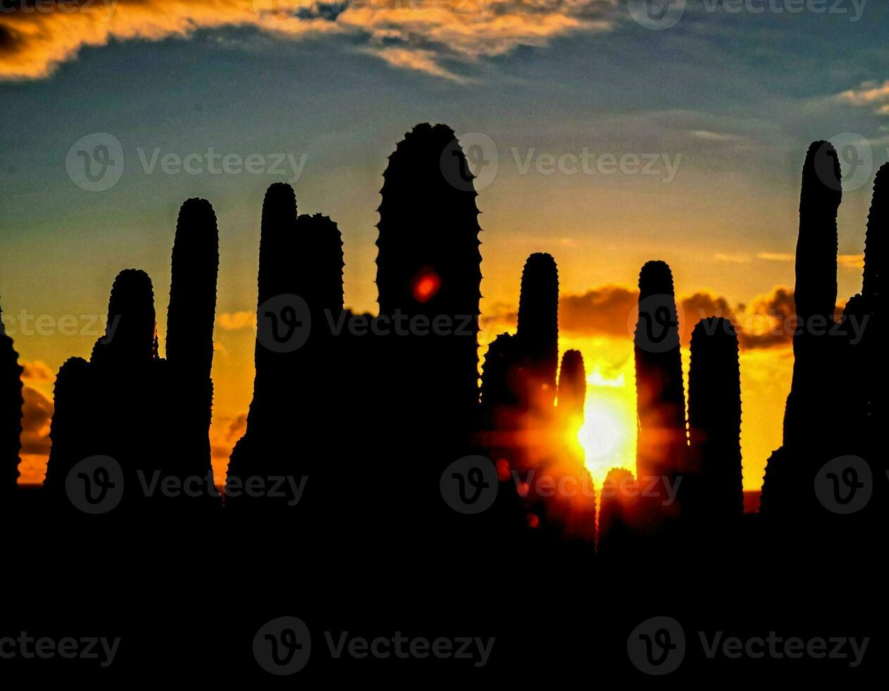 tramonto dietro a il cactus foto