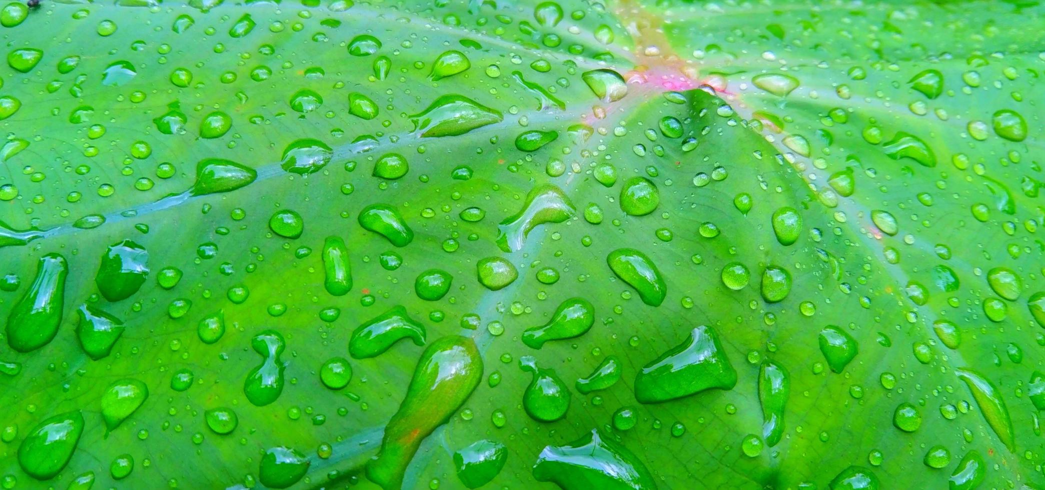 bella foglia di taro verde con gocce d'acqua foto