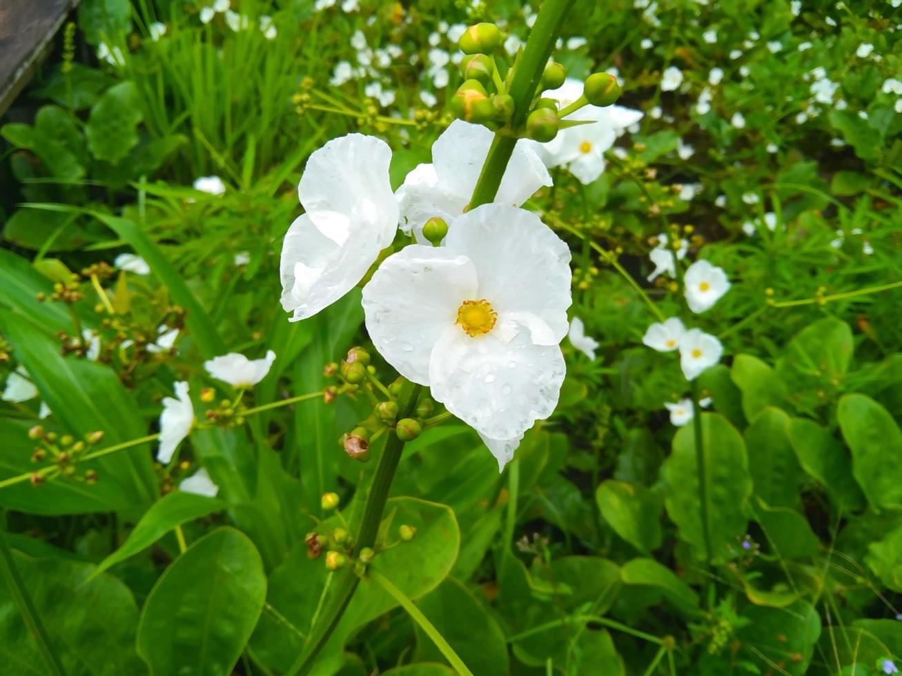 bellissimo fiore a punta di freccia a foglia larga foto