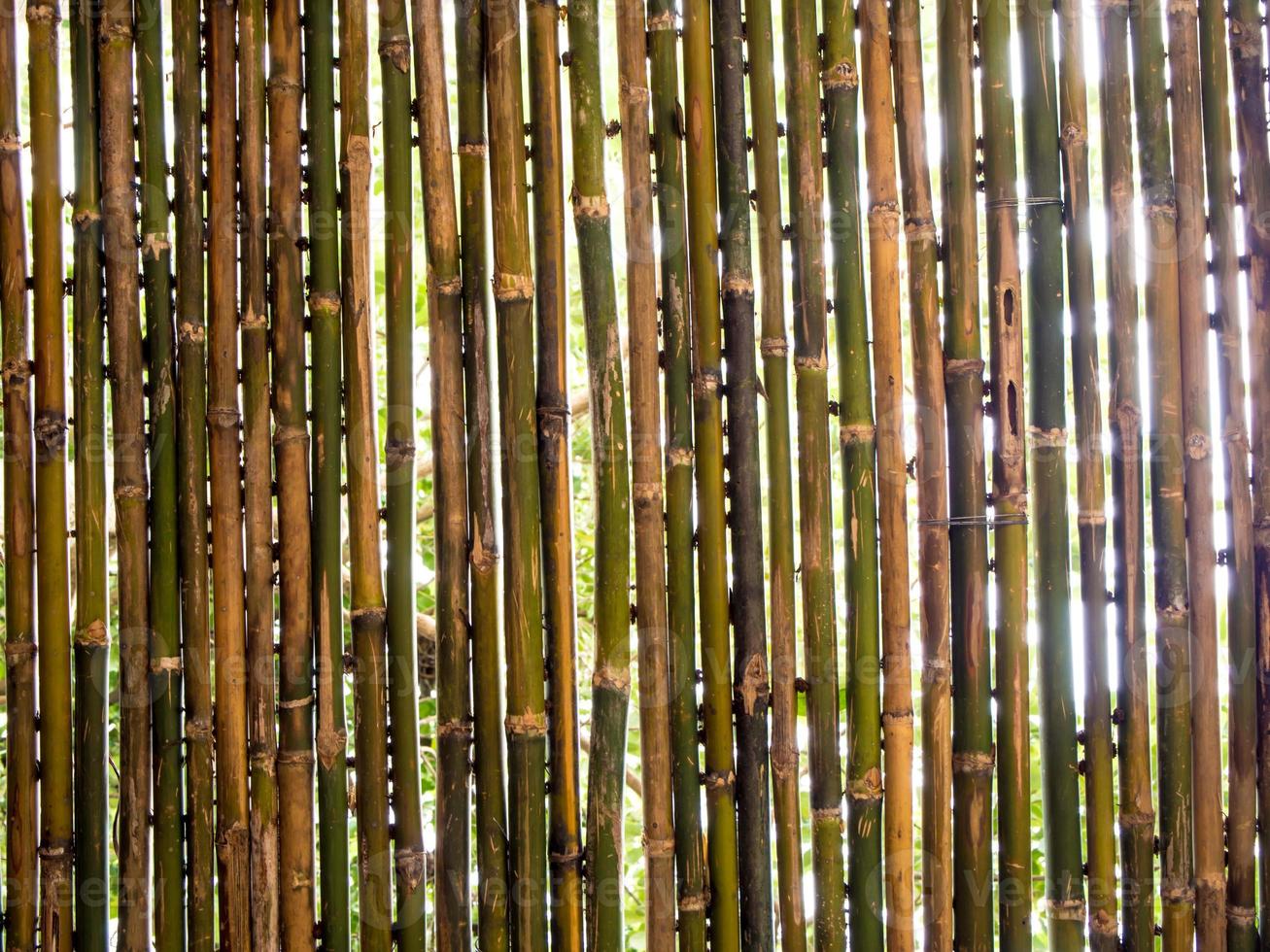 alberi e luci nascondono la patinatura di bambù foto