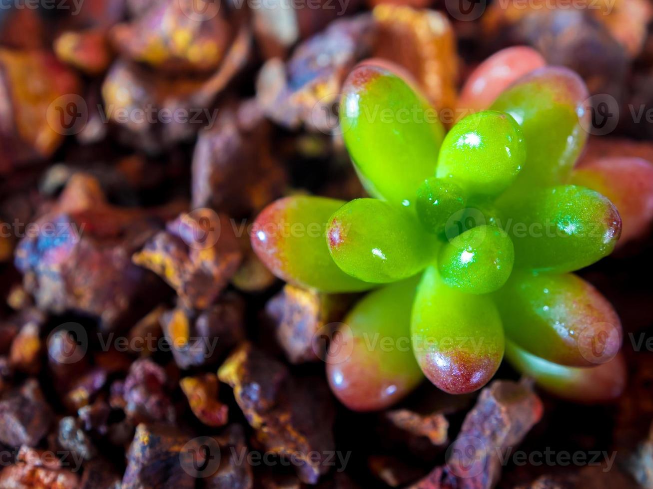 pianta grassa pignola, foglie fresche dettaglio di sedum rubrotinctum foto