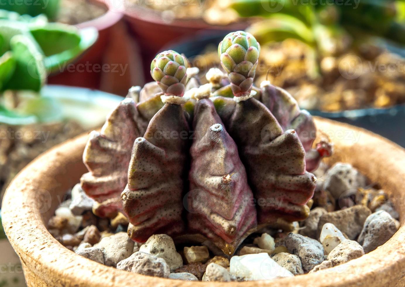 un piccolo bocciolo di fiore di cactus gymnocalycium foto