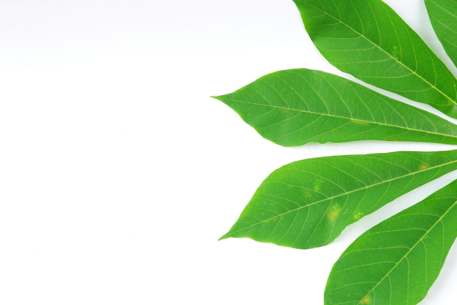 foglie di manioca isolate su uno sfondo bianco foto