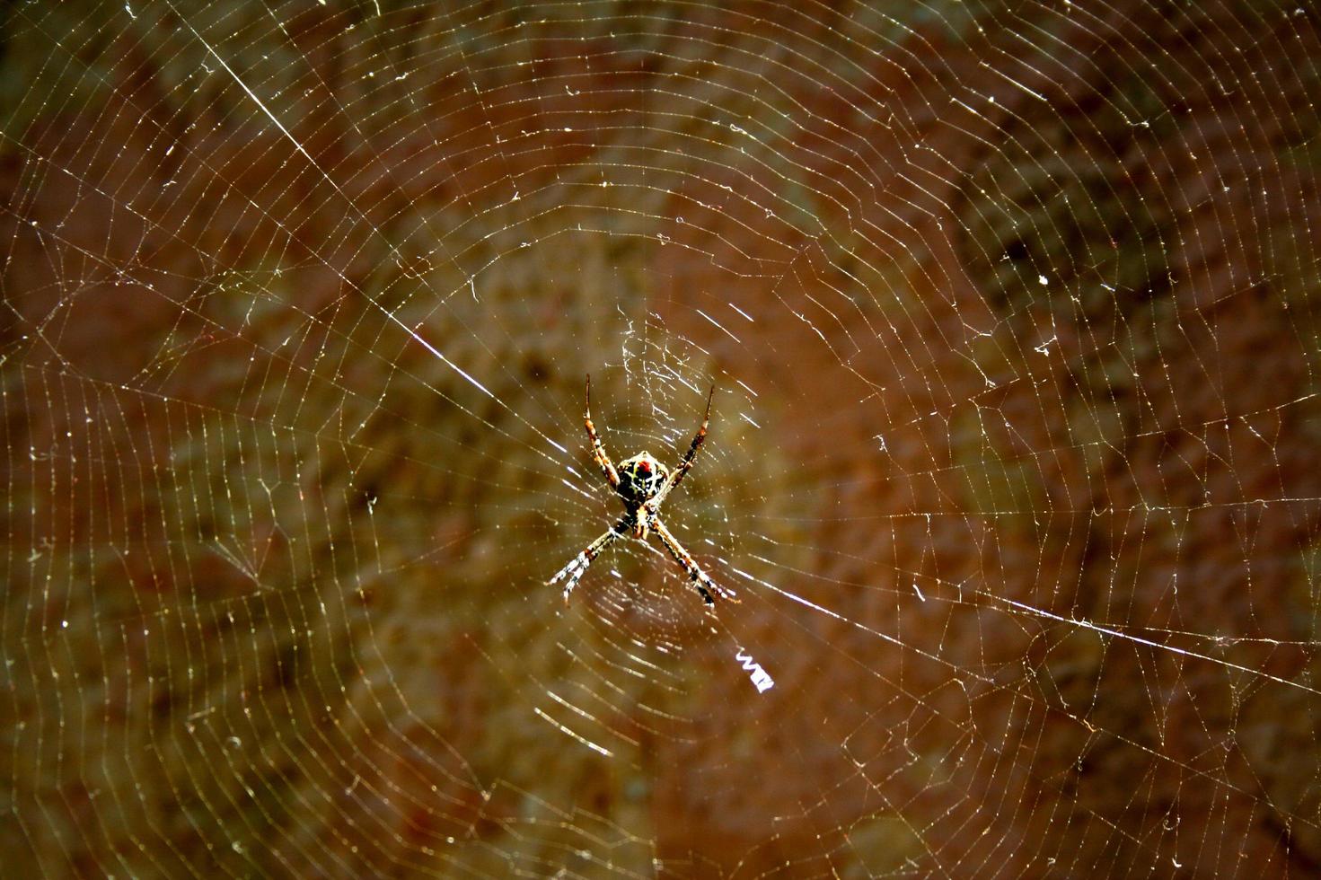 fiore dietro la ragnatela foto