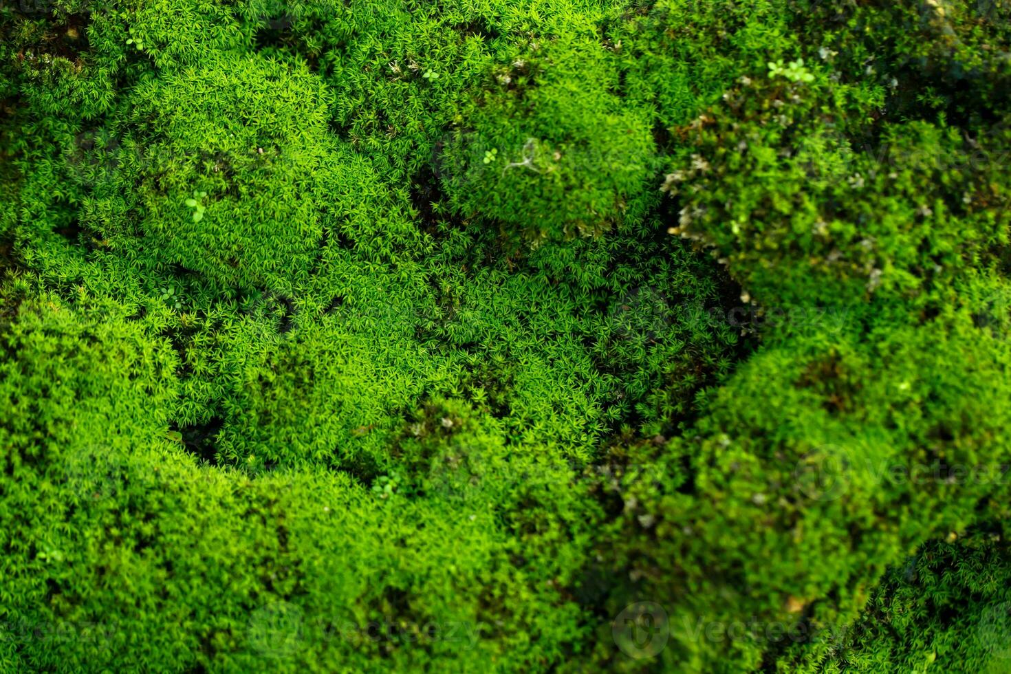 bellissimo luminosa verde muschio cresciuto su copertina il ruvido pietre e su il pavimento nel il foresta. mostrare con macro Visualizza. rocce pieno di il muschio struttura nel natura per sfondo. foto