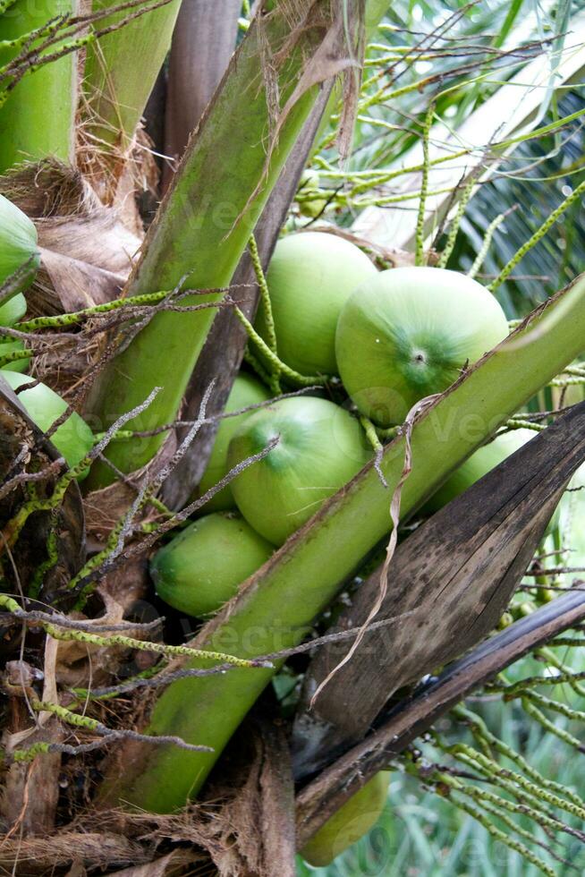 avvicinamento di tropicale Noce di cocco foto