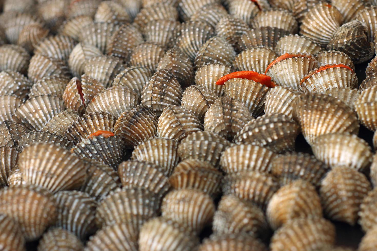 conchiglia dolce asiatica nel cestino del ghiaccio foto